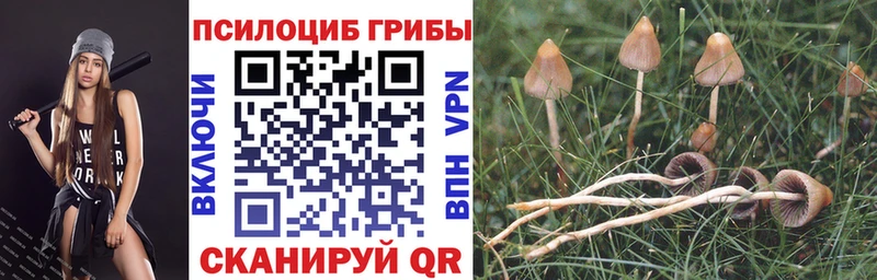 наркошоп Светогорск kraken ссылки Галлюциногенные грибы Psilocybe